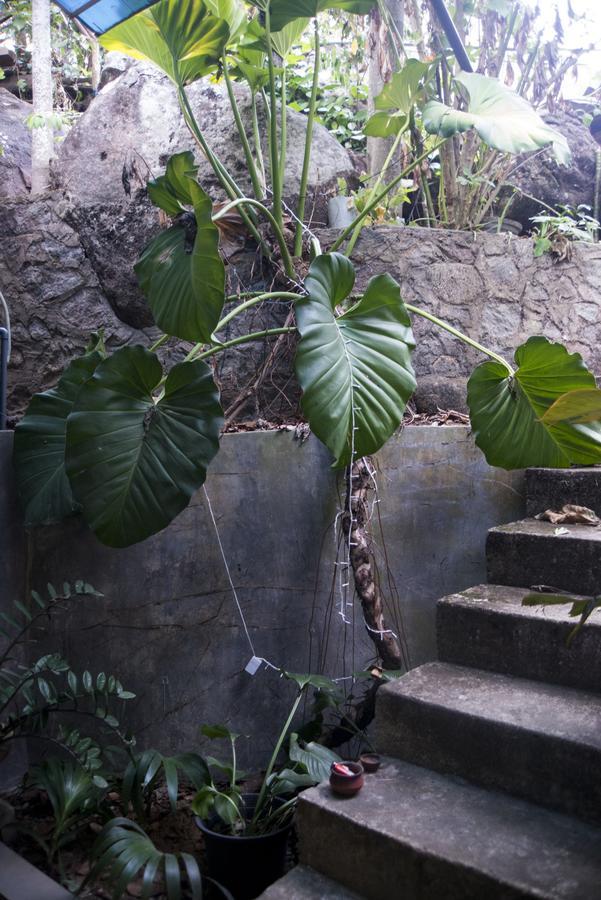 Butterfly Jewel Bed and Breakfast Unawatuna Εξωτερικό φωτογραφία
